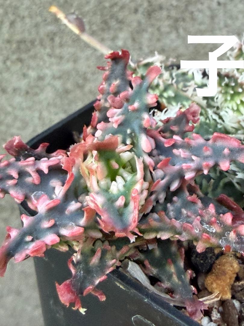 アロエ　ハイブリッド　Aloe hybrid 子株　第四種　Newyー1