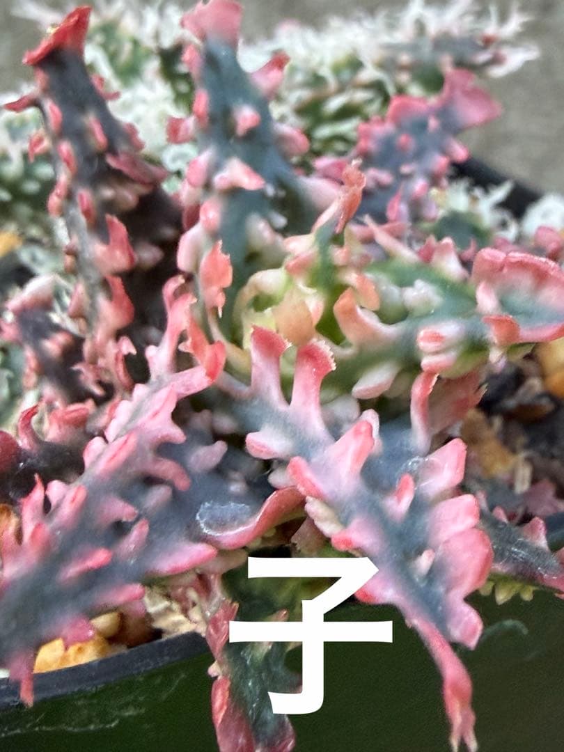 アロエ　ハイブリッド　Aloe hybrid 子株　第四種　Newyー1