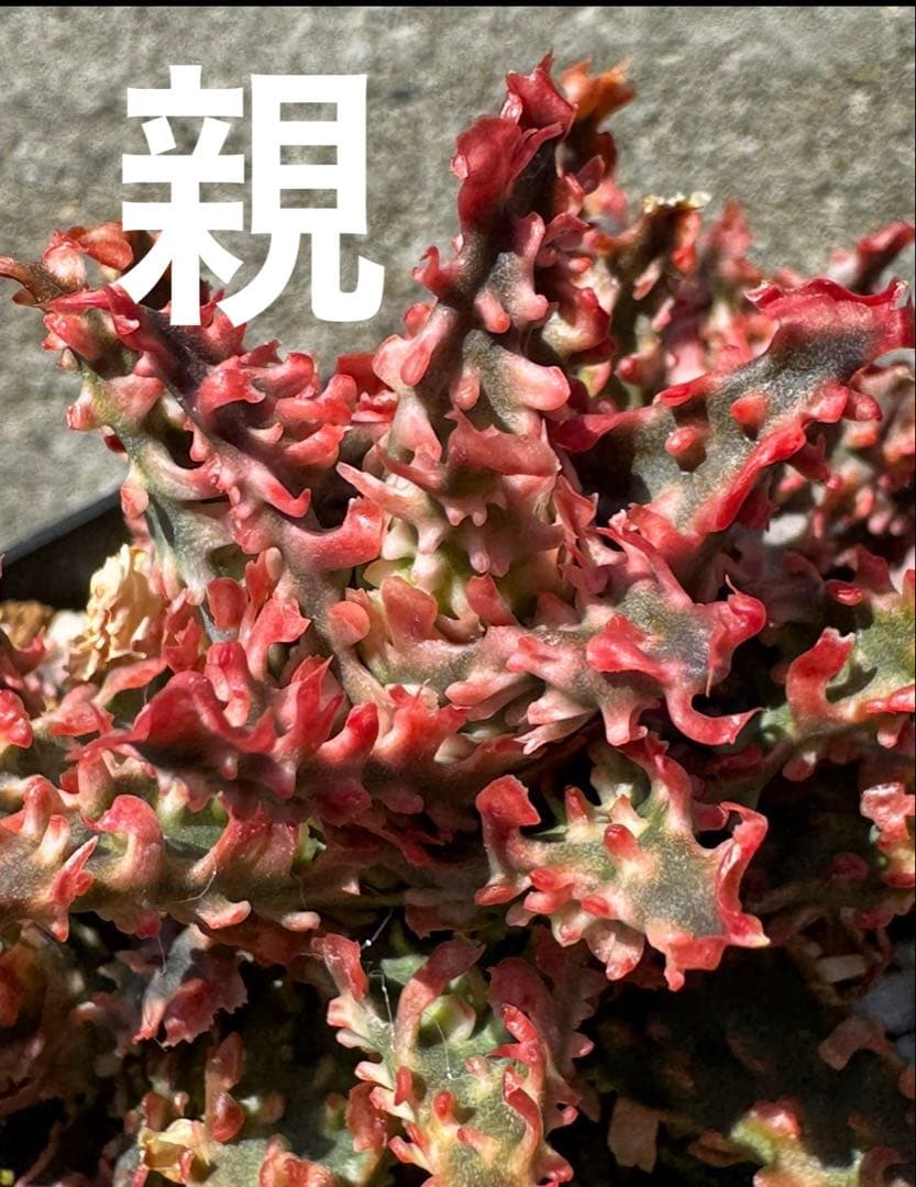 アロエ　ハイブリッド　Aloe hybrid 子株　第四種　Newyー1