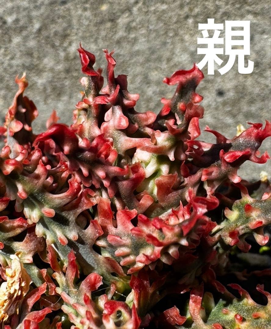 アロエ　ハイブリッド　Aloe hybrid 子株　第四種　Newyー1