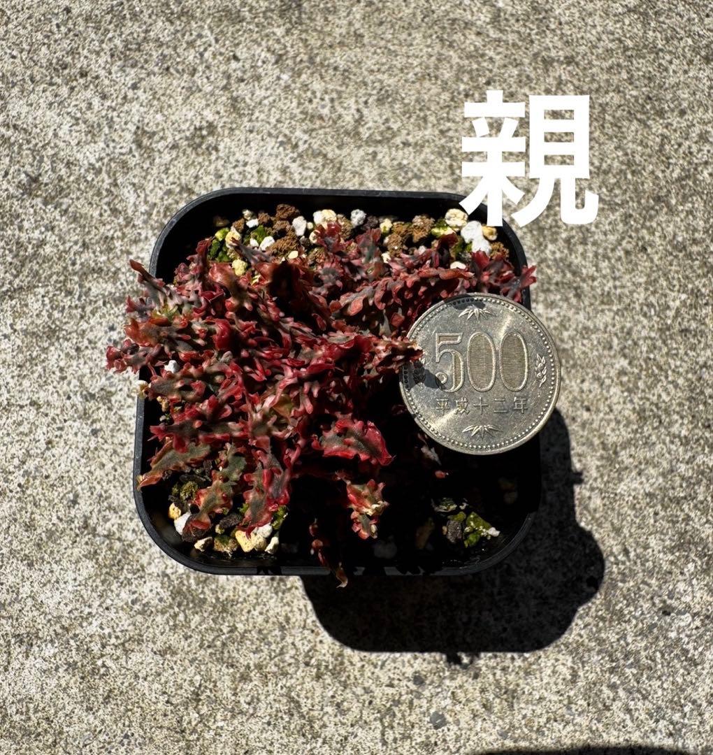 アロエ　ハイブリッド　Aloe hybrid 子株　第四種　Newyー1