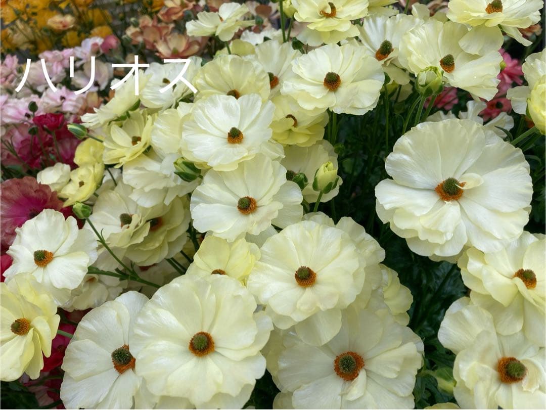 専用ページ　ラナンキュラスラックス苗