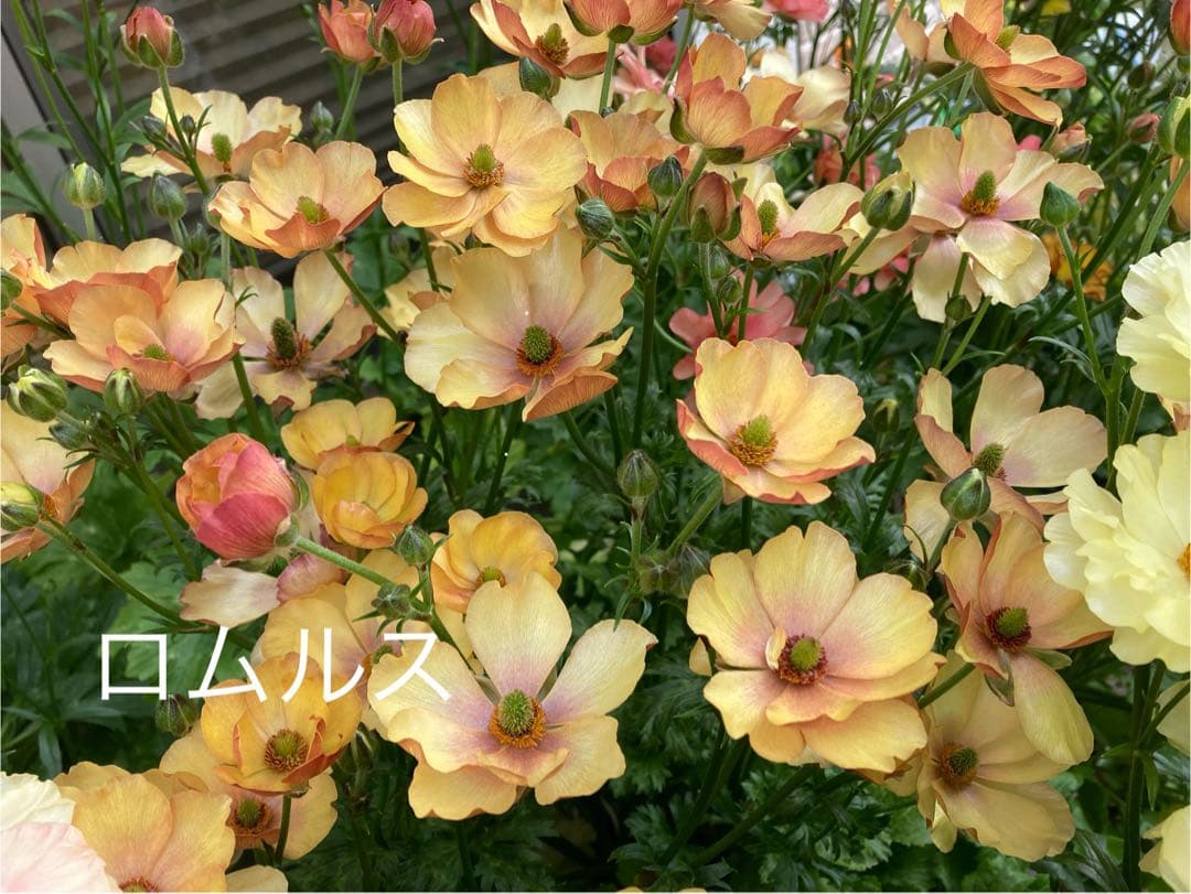 専用ページ　ラナンキュラスラックス苗