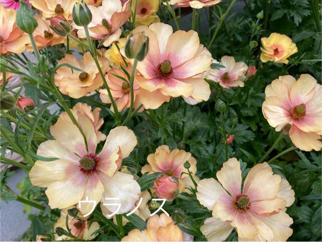 専用ページ　ラナンキュラスラックス苗