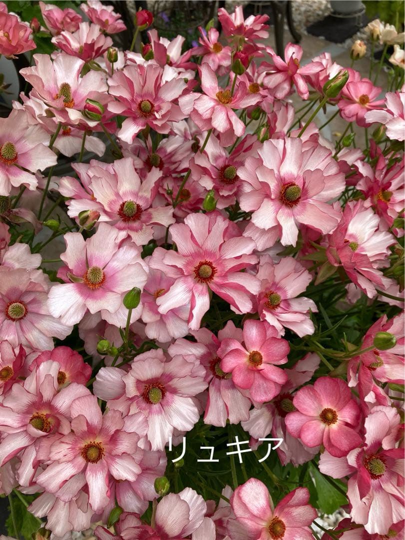 専用ページ　ラナンキュラスラックス苗