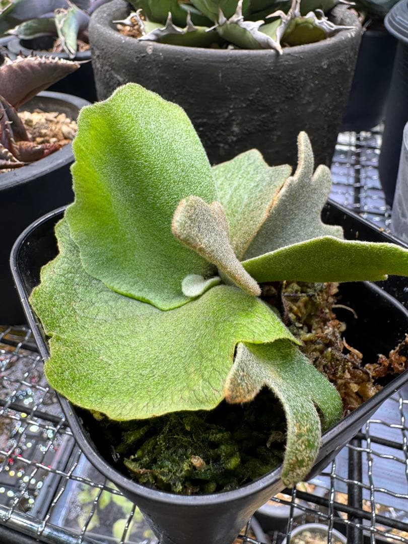 ビカクシダ P.willinckii Golden boy spore 金童