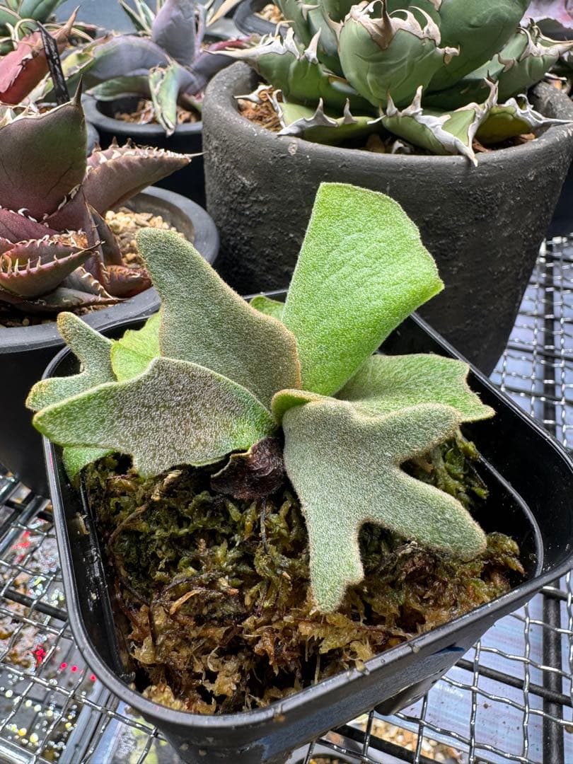 ビカクシダ P.willinckii Golden boy spore 金童