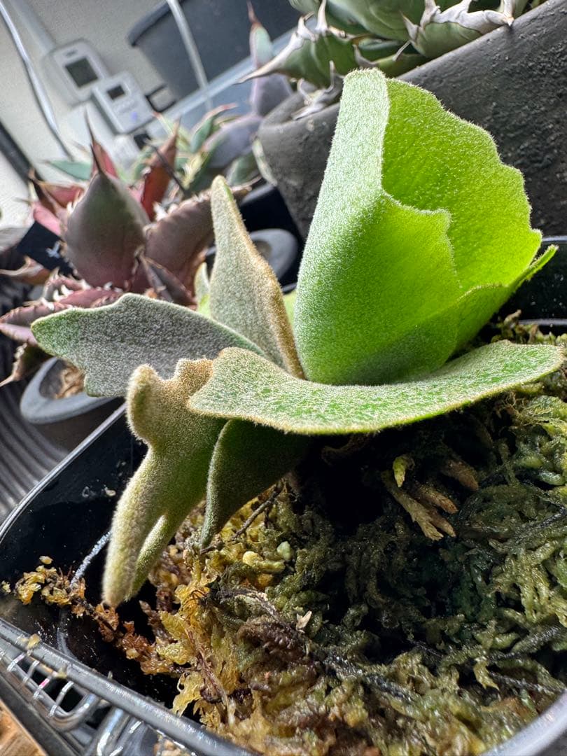 ビカクシダ P.willinckii Golden boy spore 金童