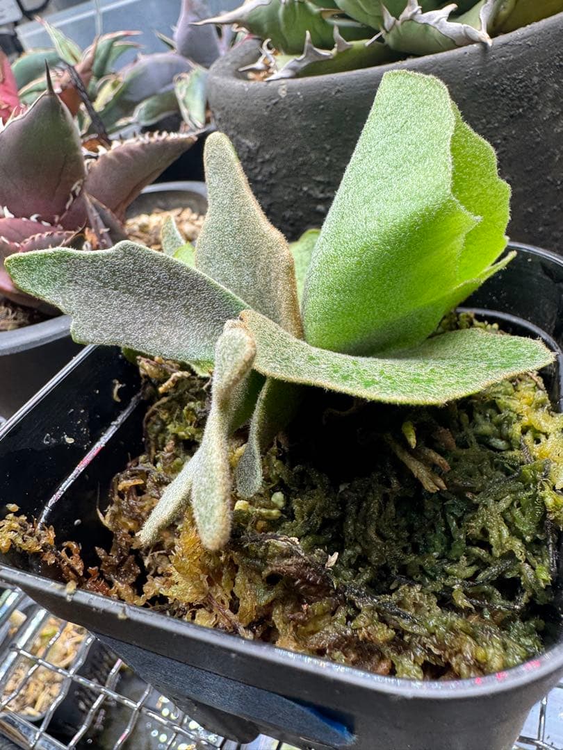 ビカクシダ P.willinckii Golden boy spore 金童