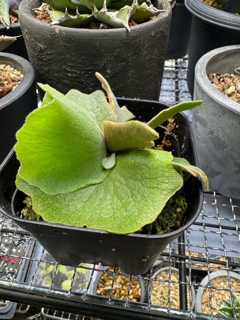 ビカクシダ P.willinckii Golden boy spore 金童