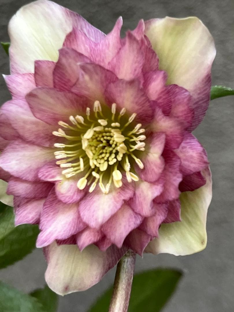 クリスマスローズ　ボカシピンク