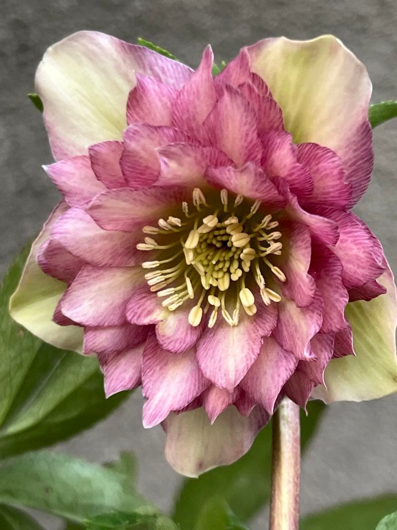 クリスマスローズ　ボカシピンク