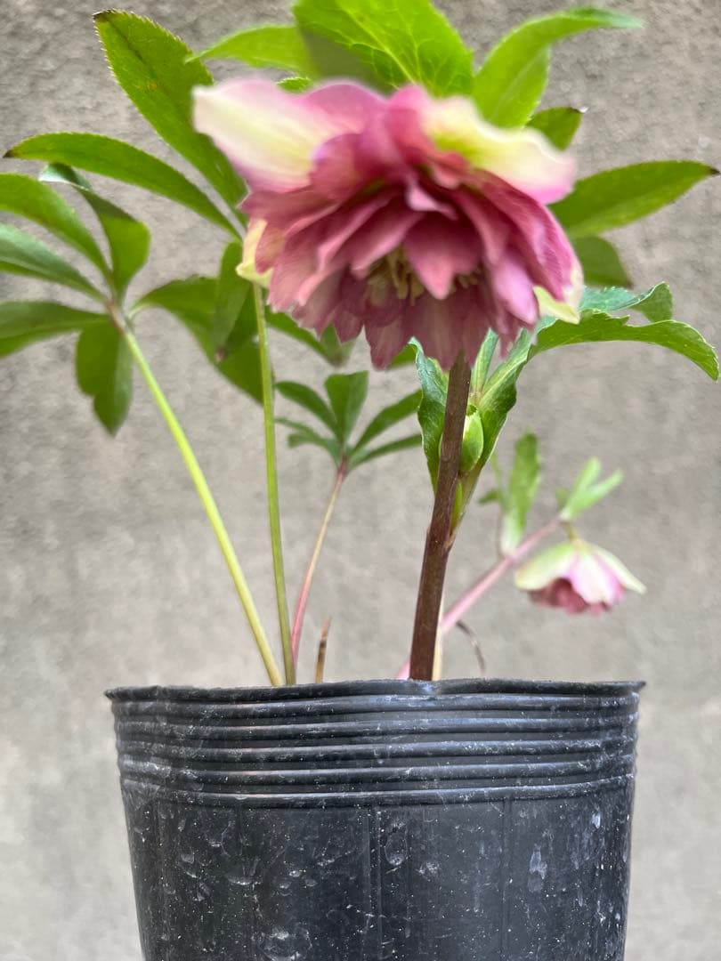 クリスマスローズ　ボカシピンク