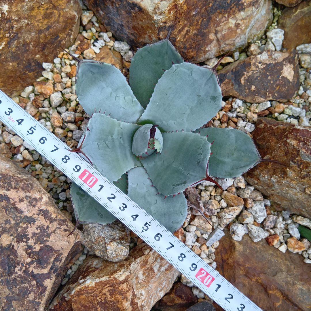 アガベ　パリー　トランカータ　ハンティントンブルー