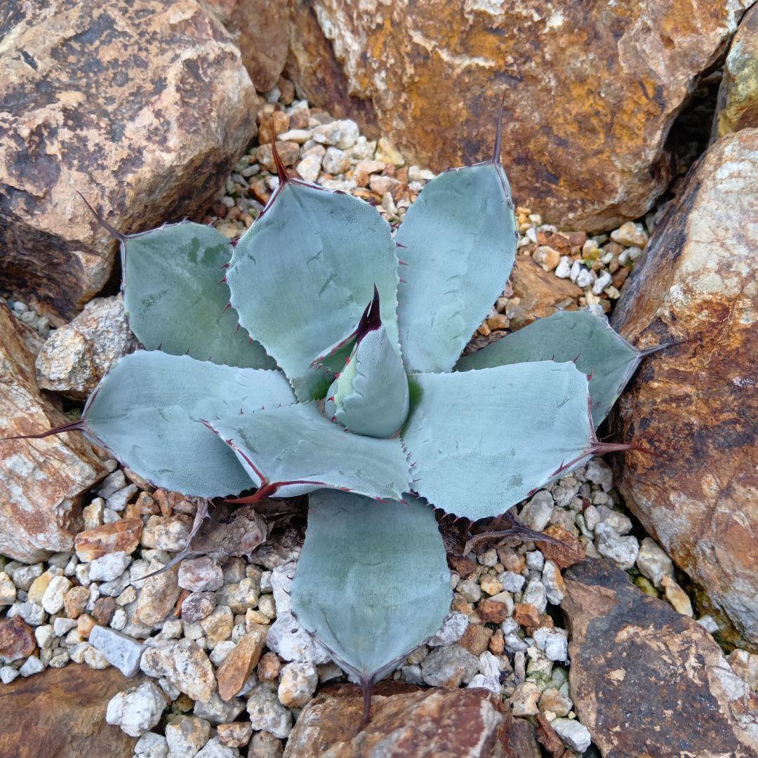 アガベ　パリー　トランカータ　ハンティントンブルー