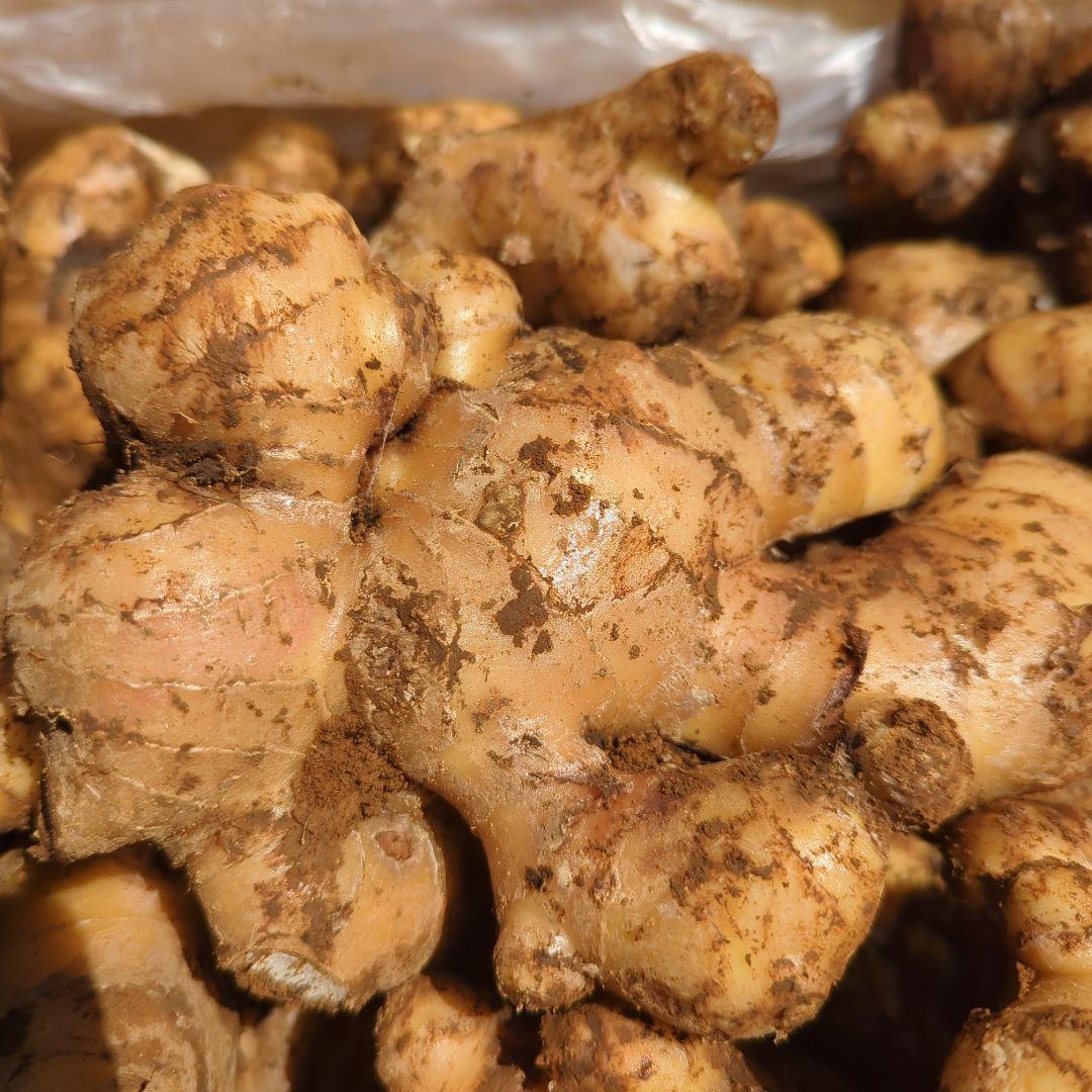 千葉県産　近江生姜　種生姜　5kg　大生姜