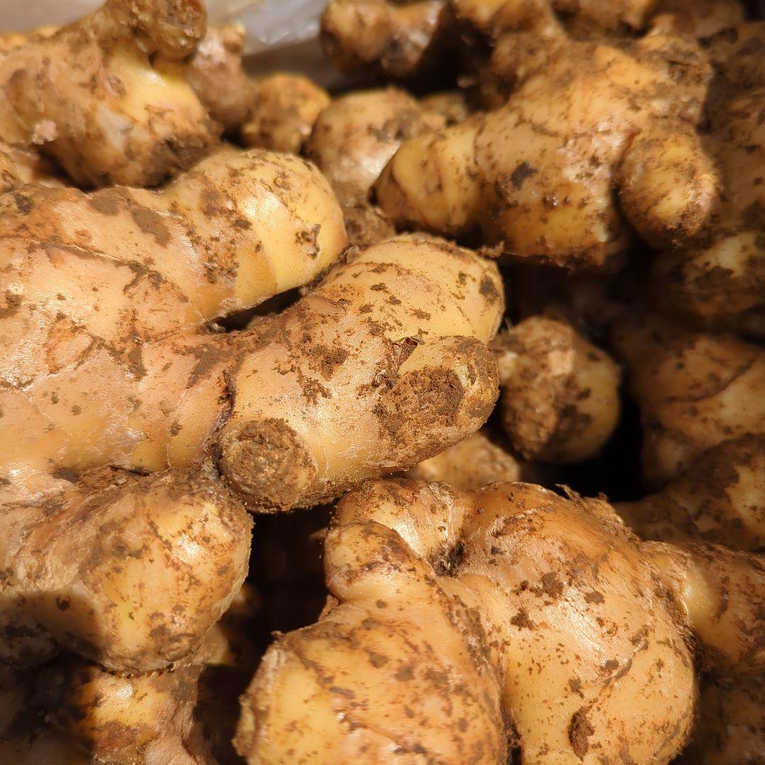 千葉県産　近江生姜　種生姜　5kg　大生姜