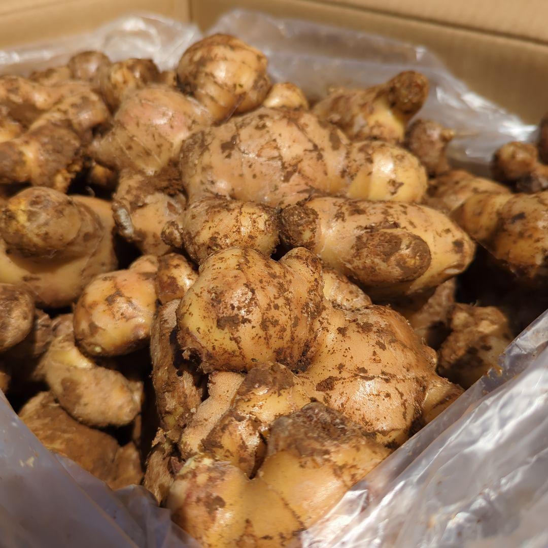 千葉県産　近江生姜　種生姜　5kg　大生姜