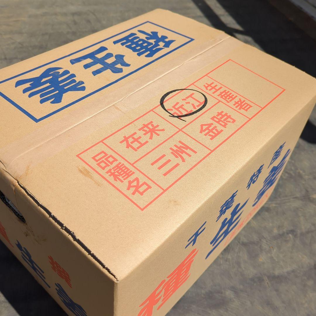 千葉県産　近江生姜　種生姜　5kg　大生姜