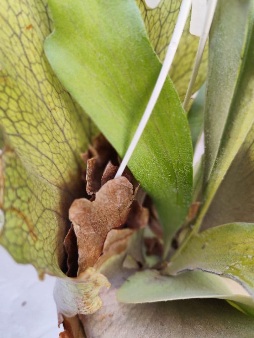 ビカクシダ　ネザーランド　大株✨️送料無料❤️ハンギング　株分け