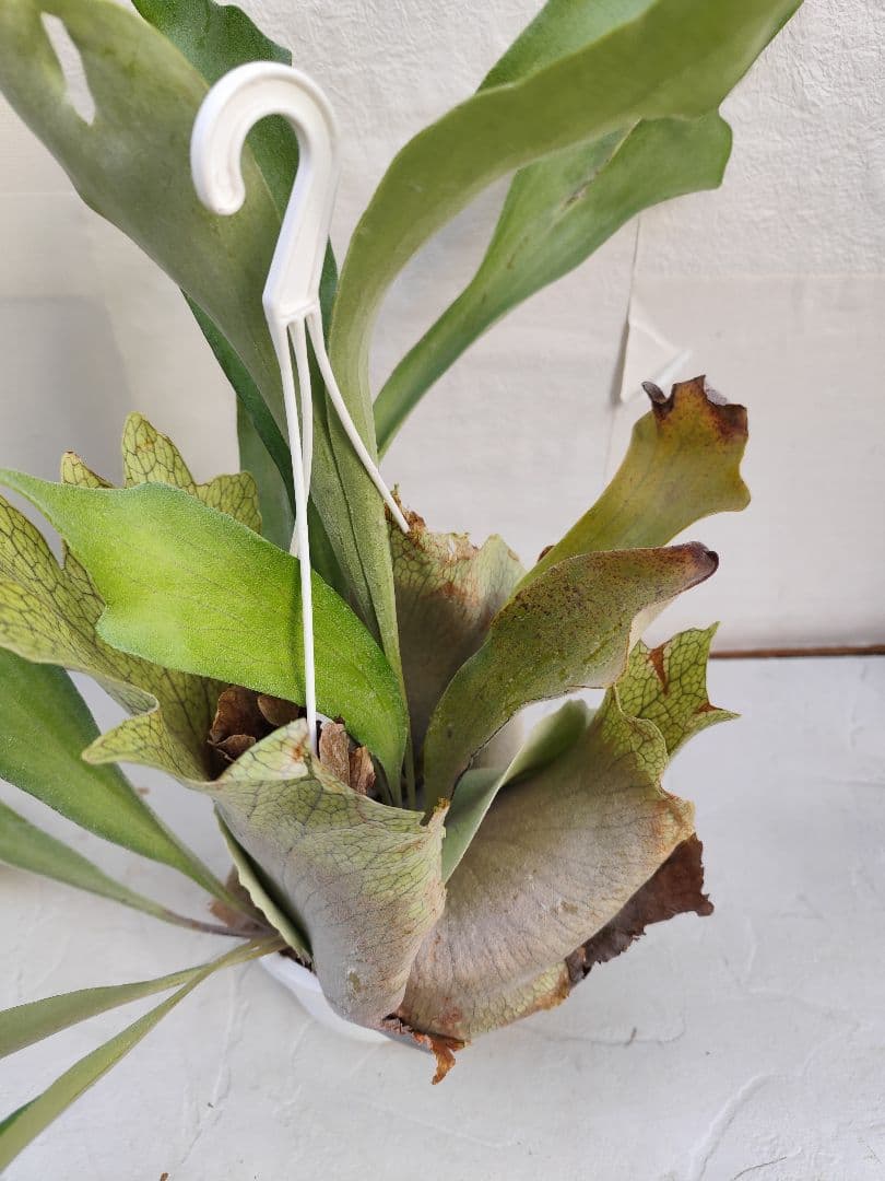 ビカクシダ　ネザーランド　大株✨️送料無料❤️ハンギング　株分け