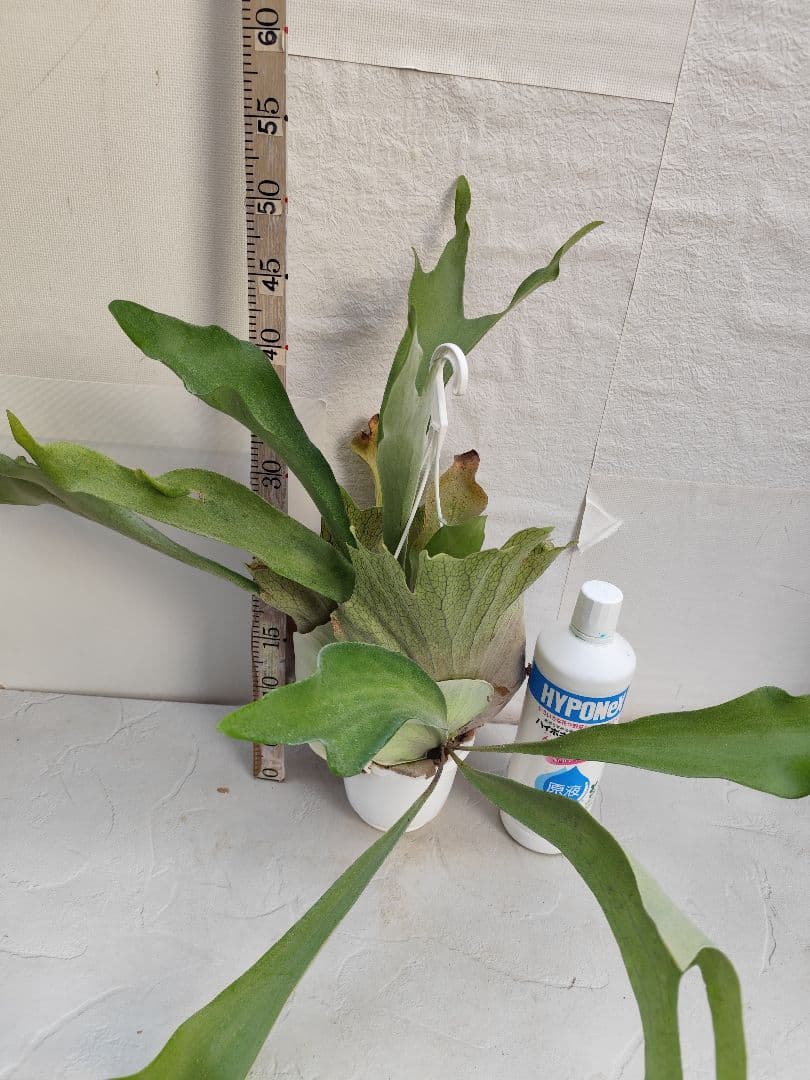 ビカクシダ　ネザーランド　大株✨️送料無料❤️ハンギング　株分け