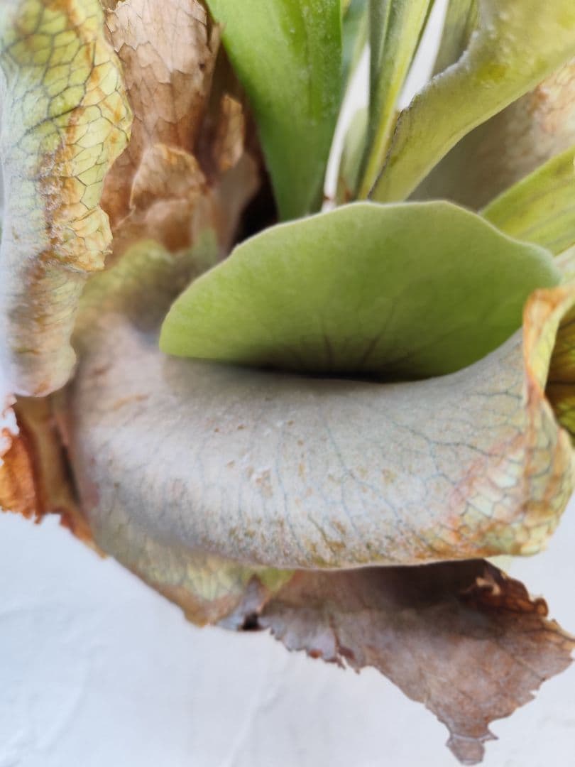 ビカクシダ　ネザーランド　大株✨️送料無料❤️ハンギング　株分け